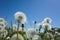 Dandelion blowballs in spring against backdrop of blue sky. Close up