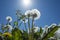 Dandelion blowballs in spring on backdrop of blue sky against sun. Close up