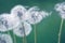 Dandelion blowballs Taraxacum dissectum on green summer meadow,  beauty in nature soft focus background