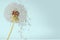 Dandelion with blowing petals on blue background