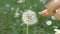 Dandelion blowing, slow motion