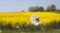 A dandelion blowing in the wind, very shallow dof