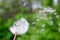 With dandelion blows away the fluff