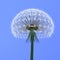 Dandelion on blue