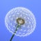 A dandelion on blue background