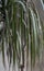 Dandelion on blue phonedracene background, drucene, green background for, background of leaves,