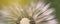 Dandelion blurred banner macro background. Flower closeup at sunset