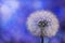 Dandelion on the blurry blue background.