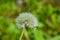 Dandelion on a blurry green background