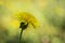 Dandelion on the blurry yellow background.