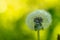 Dandelion bokeh branch blossom under the sun