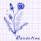 Dandelion. Botanical drawing on exercise book background