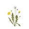 Dandelion botanical isolated illustration