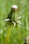 Dandelion bud on blurry background