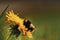 Dandelion bumblebee eating sitting honey summer flower