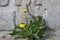 Dandelion bush against the background of a concrete wall