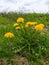 Dandelion bush in early spring, a bouquet of yellow flowers, dandelion field medicinal