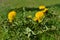 Dandelion bush in the grass