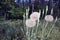 Dandelion bush, Taraxacum, among trees on a sunny day.