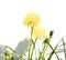 A dandelion bush on a white background