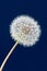 Dandelion clock