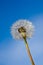 Dandelion clock