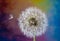 Dandelion clock against a multicolored background