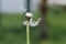 Dandelion clock dispersing seeds