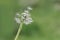 Dandelion clock dispersing seeds