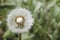 Dandelion clock head