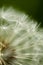 Dandelion clock head