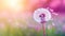 a dandelion clock in shades of magenta set against a soft and inviting grass background