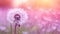 a dandelion clock in shades of magenta set against a soft and inviting grass background