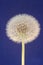 A dandelion clock showing its fluffy light seeds standing out against the blue background