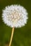 Dandelion close up