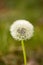 Dandelion Close Up