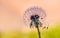 Dandelion close up with abstract color in the background