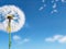 Dandelion close-up against a blue sky. Place for text