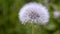 Dandelion close-up. A beautiful puffy white cap of a Mature dandelion sways in the wind on a blurry green background
