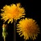 Dandelion close-up flower for big poster.