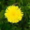 Dandelion close up on green background