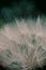 Dandelion, close up view, toy camera effect