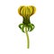 Dandelion Closed Flower Bud on Stem Isolated on White Background Vector Illustration