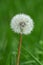 Dandelion closeup