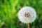 Dandelion closeup