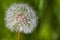 Dandelion closeup