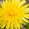 Dandelion closeup, macro shot. Abstract background. Pollen, nectar on dandelion flower