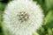 Dandelion closeup showing seeds in softfocus