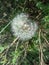 Dandelion closeup - Taraxacum officinale