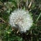 Dandelion closeup - Taraxacum officinale